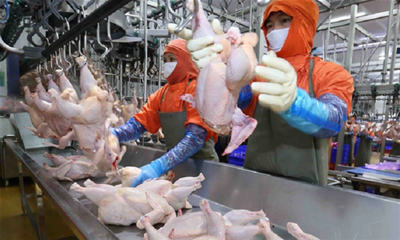 TUYỂN 16 NAM NỮ CHẾ BIẾN THỊT GÀ