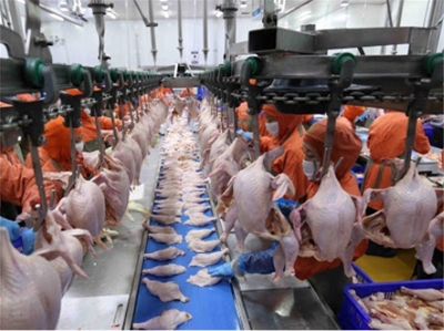 TUYỂN 12 NAM NỮ CHẾ BIẾN THỊT GÀ 