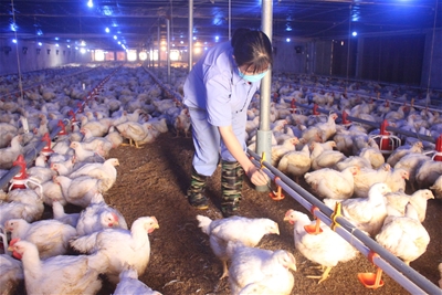 TUYỂN NỮ NÔNG NGHIỆP CHĂN NUÔI 