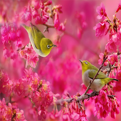 Những điều cấm kỵ tại Nhật Bản thực tập sinh cần biết